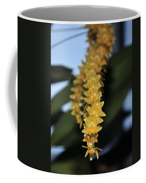 Orchid Coffee Mug featuring the photograph Orchid 908 by Terri Winkler