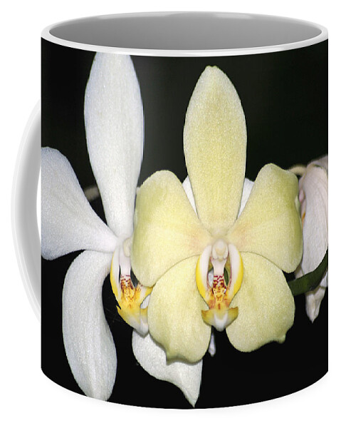 Orchids Coffee Mug featuring the photograph Orchid Trio by Carolyn Marshall