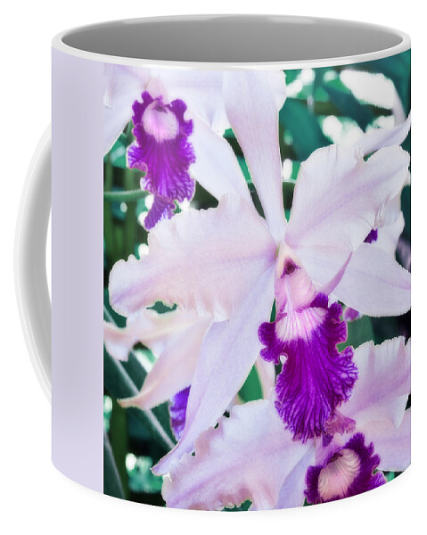 Floral Coffee Mug featuring the photograph Orchids White and Purple by Steven Sparks