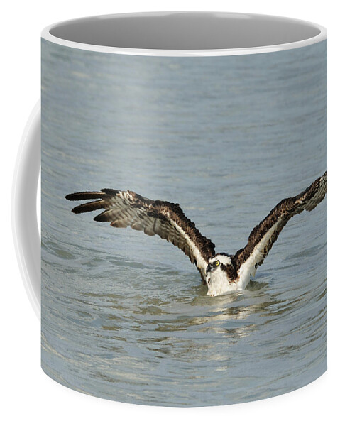 Osprey Coffee Mug featuring the photograph Osprey Bathing by Bradford Martin