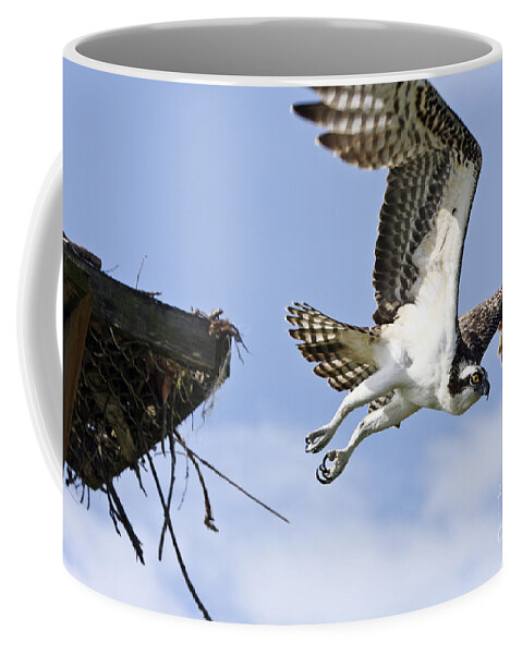 Osprey Coffee Mug featuring the photograph Osprey flying from nest by John Van Decker