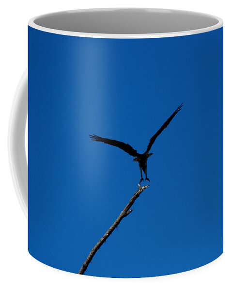 Osprey Coffee Mug featuring the photograph Osprey Landing by David Weeks