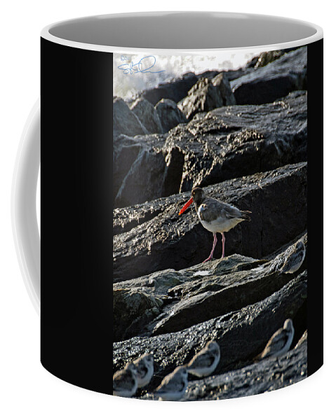 Oyster Catcher Coffee Mug featuring the photograph Oyster on the Rocks by S Paul Sahm