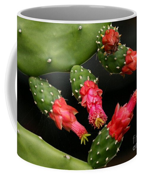 Art Coffee Mug featuring the photograph Paddle Cactus Flowers by Sabrina L Ryan