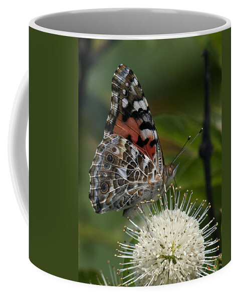 Study Coffee Mug featuring the photograph Painted Lady Butterfly DIN049 by Gerry Gantt