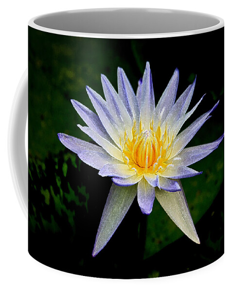 Flowers Coffee Mug featuring the photograph Painted Lily and Pads by Steve McKinzie