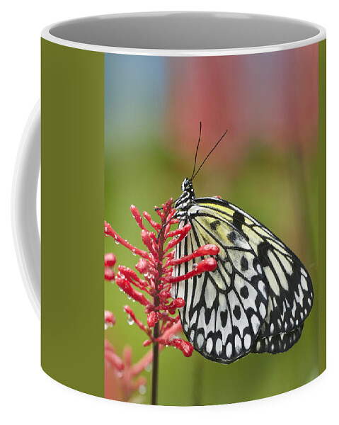 Mp Coffee Mug featuring the photograph Paper Kite Idea Leuconoe Butterfly by Tim Fitzharris