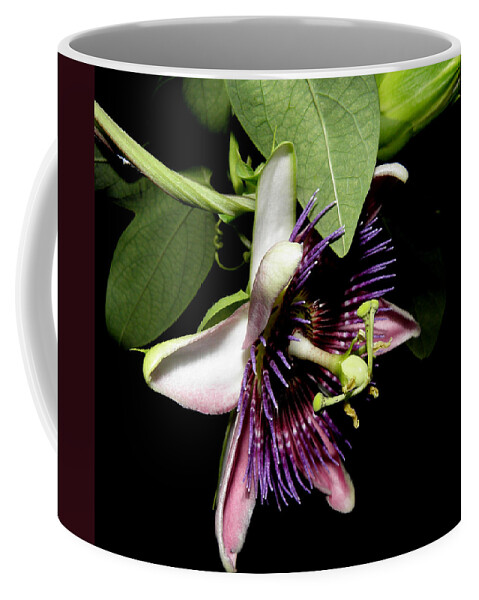 Purple Coffee Mug featuring the photograph Passion At Night by Kim Galluzzo