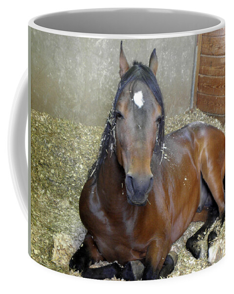 Horse Coffee Mug featuring the photograph Peaceful Serenity by Kim Galluzzo