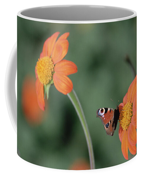 Mp Coffee Mug featuring the photograph Peacock Butterfly Inachis Io Feeding by Konrad Wothe