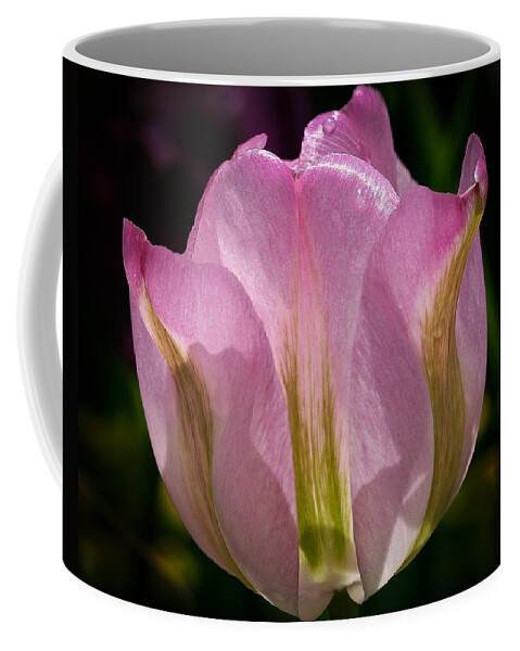 Flower Coffee Mug featuring the photograph Pink Backlit tulip by Jean Noren