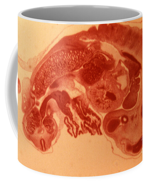 Pig Coffee Mug featuring the photograph Pig Embryo by Eric V. Grave