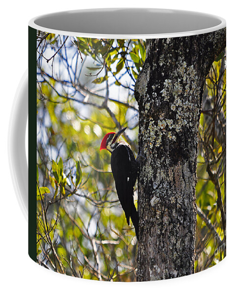 Pileated Woodpecker Coffee Mug featuring the photograph Pileated Woodpecker by Al Powell Photography USA