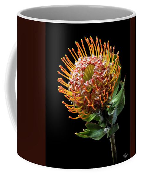 Flower Coffee Mug featuring the photograph Pin Cushion Protea by Endre Balogh