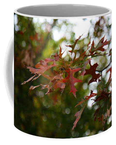 Pin Oak Coffee Mug featuring the photograph Pin Oak in Autumn by Denise Beverly