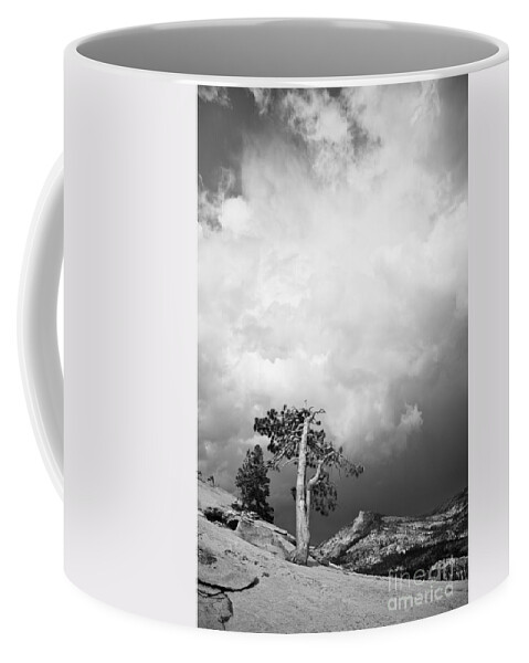 Pine Coffee Mug featuring the photograph Pine tree on a slab 2 by Olivier Steiner