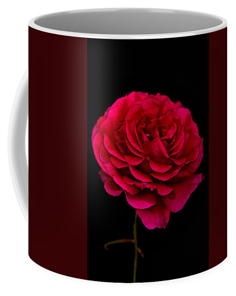 Rose Coffee Mug featuring the photograph Pink Rose by Steve Purnell