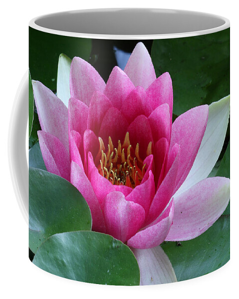 Nymphaea Coffee Mug featuring the photograph Pink Water Lily by Daniel Reed