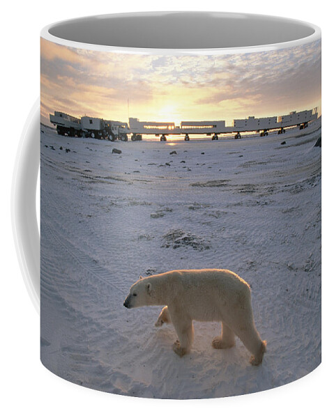 00125787 Coffee Mug featuring the photograph Polar Bear And Tundra Buggies Full by Flip Nicklin