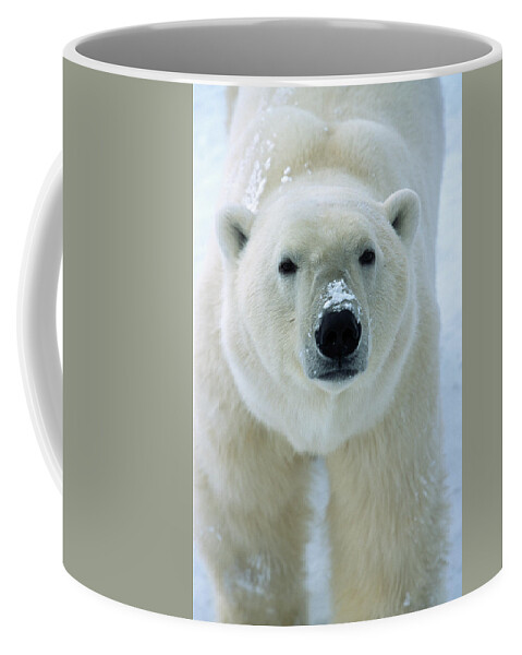 Mp Coffee Mug featuring the photograph Polar Bear Ursus Maritimus Adult Male by Matthias Breiter