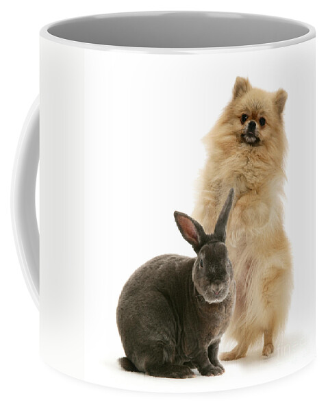 Pomeranian Coffee Mug featuring the photograph Pomeranian And Blue Rex Rabbit by Jane Burton