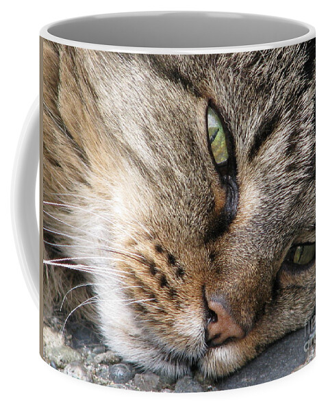 Cat Coffee Mug featuring the photograph Pondering by Rory Siegel