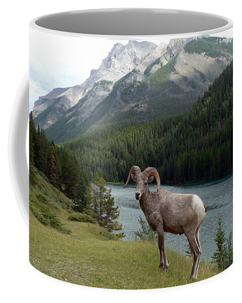 Portrait Coffee Mug featuring the photograph Portrait of a BigHorn Sheep at Lake Minnewanka by Laurel Best