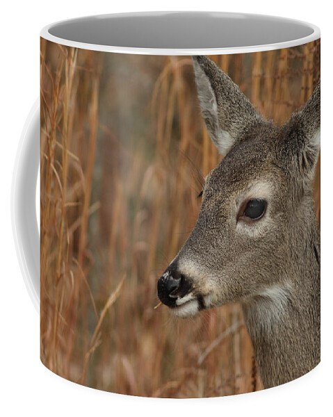 Odocoileus Virginanus Coffee Mug featuring the photograph Portrait Of Browsing Deer by Daniel Reed