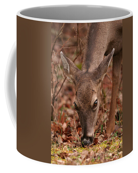 Odocoileus Virginanus Coffee Mug featuring the photograph Portrait Of Browsing Deer Two by Daniel Reed
