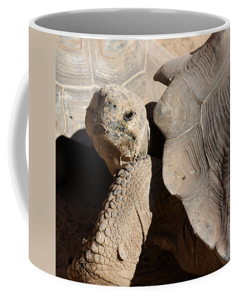 Tortoise Coffee Mug featuring the photograph Posing For Pictures by Kim Galluzzo Wozniak