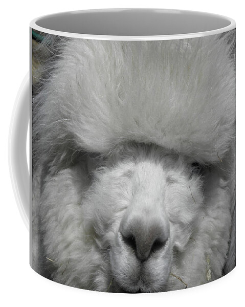 Alpaca Coffee Mug featuring the photograph Powder Puff Peruvian by Kim Galluzzo Wozniak