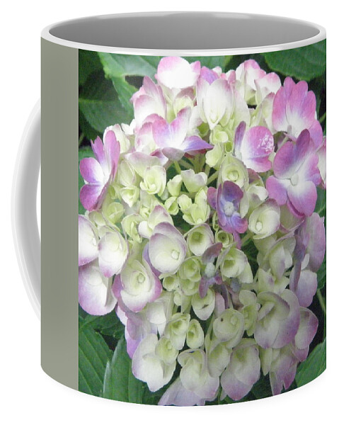 Hydrangea Coffee Mug featuring the photograph Pretty Pastels by Kim Galluzzo Wozniak