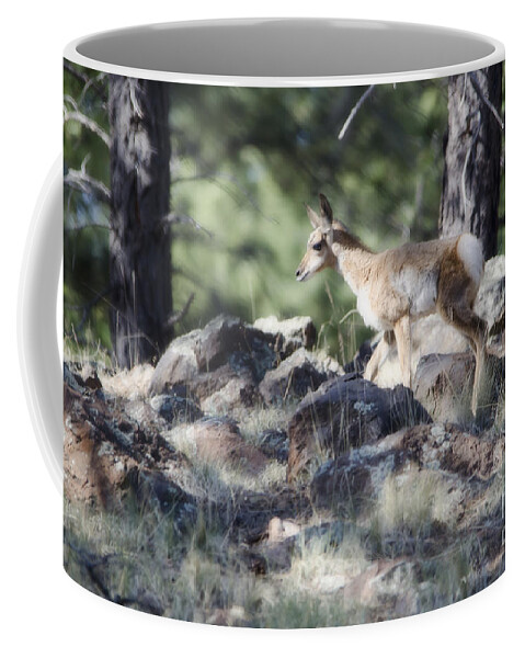 Fine Art Coffee Mug featuring the photograph Pronghorn Antelope Fawn by Donna Greene