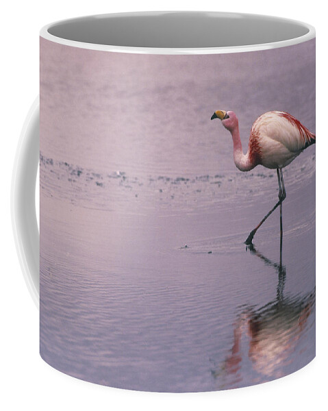 Mp Coffee Mug featuring the photograph Puna Flamingo Phoenicopterus Jamesi by Pete Oxford