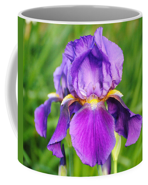 Beautiful Iris Coffee Mug featuring the photograph Purple and Yellow Iris Flower by Jai Johnson