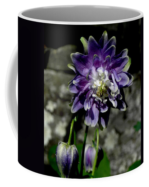 Purple Columbine Coffee Mug featuring the photograph Purple Columbine by Kim Galluzzo Wozniak