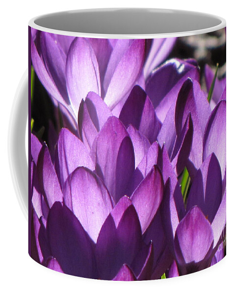 Purple Crocus Spring Flowers Coffee Mug featuring the photograph Purple Crocus by Michele Penner