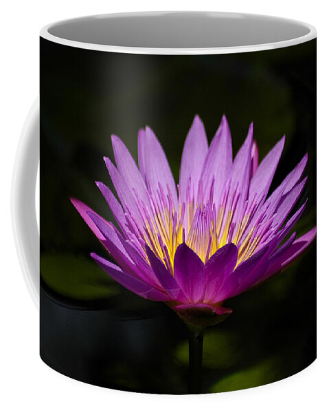 Water Lily Coffee Mug featuring the photograph Purple Delight by Carolyn Marshall