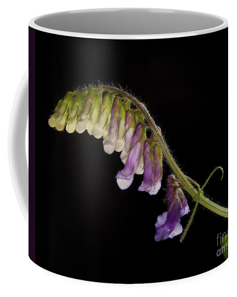 Purple Vetch Coffee Mug featuring the photograph Purple Vetch by Art Whitton