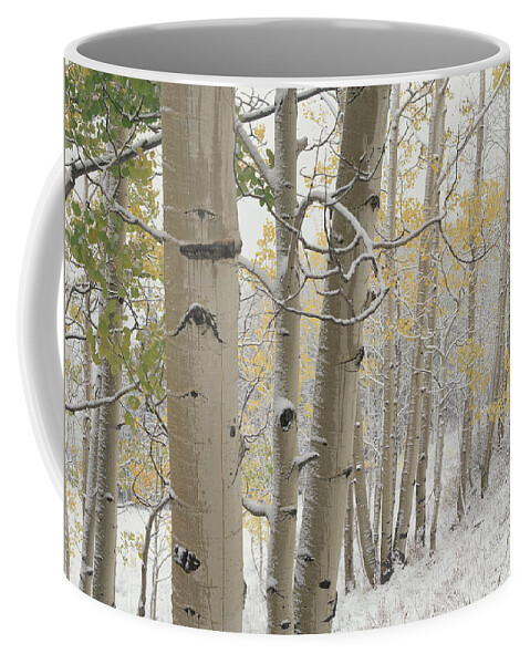 00174667 Coffee Mug featuring the photograph Quaking Aspen Trees With Snow Gunnison by Tim Fitzharris
