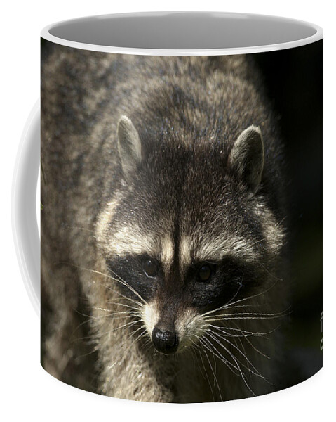 Raccoon Coffee Mug featuring the photograph Raccoon 2 by Sharon Talson
