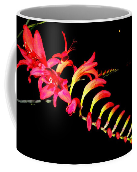 Red Coffee Mug featuring the photograph Red Beauty by Kim Galluzzo