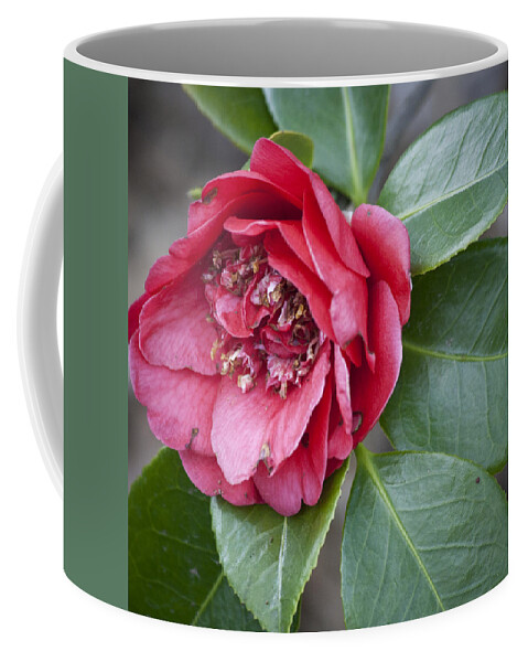 Camellia Coffee Mug featuring the photograph Red Camellia Squared by Teresa Mucha
