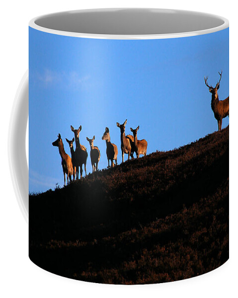 Red Deer Stag Coffee Mug featuring the photograph Red deer group by Gavin Macrae