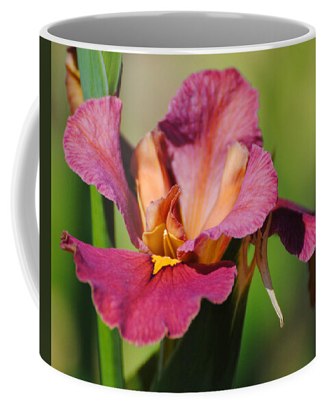 Beautiful Coffee Mug featuring the photograph Red Iris by Jai Johnson