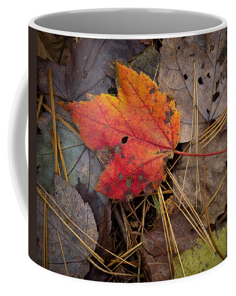 Autumn Coffee Mug featuring the photograph Red Leaf by Craig Leaper