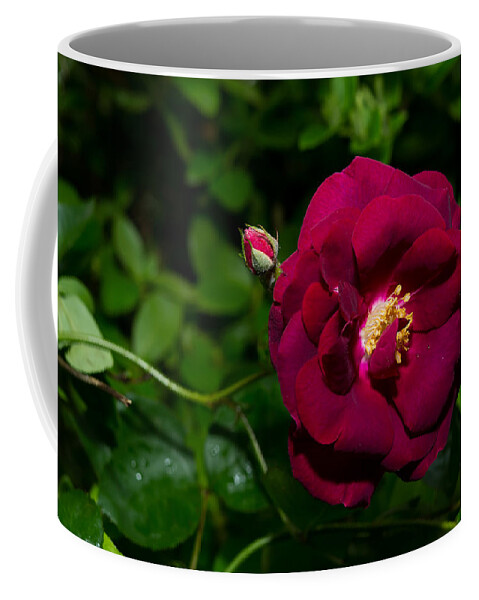 Da L 35 2.4 Coffee Mug featuring the photograph Red Rose in the Wild by Lori Coleman