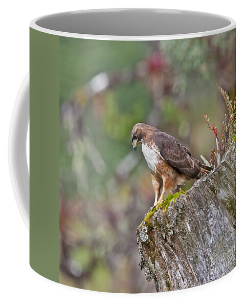 Bird Coffee Mug featuring the photograph Red-tailed Hawk by Jean-Luc Baron