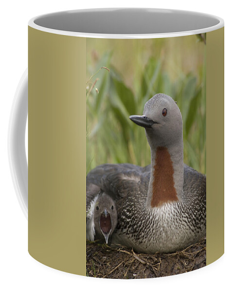 Mp Coffee Mug featuring the photograph Red-throated Loon Gavia Stellata by Michael Quinton