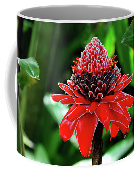 Red Torch Ginger Photographs Coffee Mug featuring the photograph Red Torch Ginger by Harry Spitz